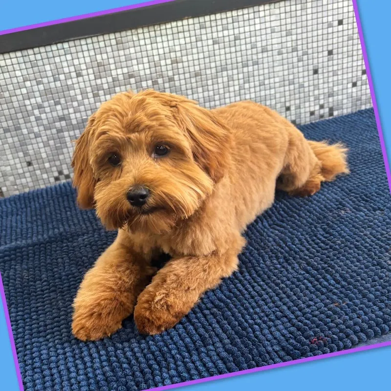 It's a Dogs Life Halifax Daycare & Dog Grooming