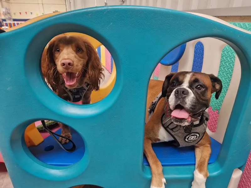 It's a Dogs Life Halifax Daycare & Dog Grooming