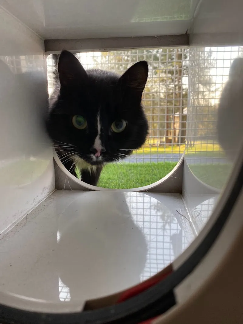 Greenfield Lodge Cattery