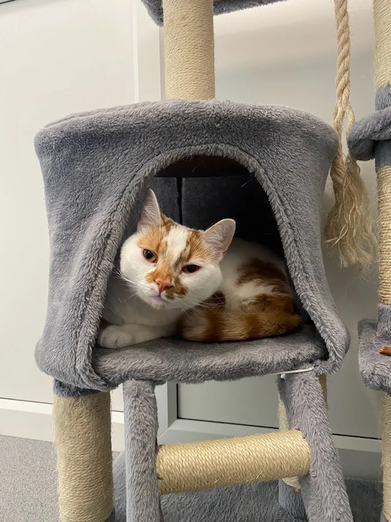 Greenfield Lodge Cattery