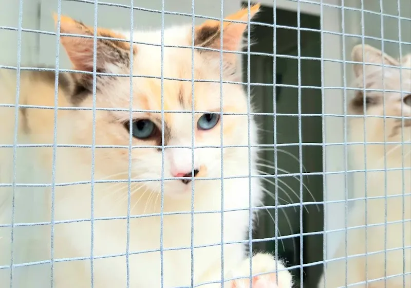 Village Garden Cattery