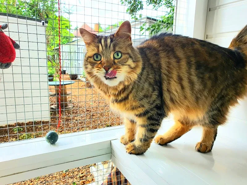 Village Garden Cattery