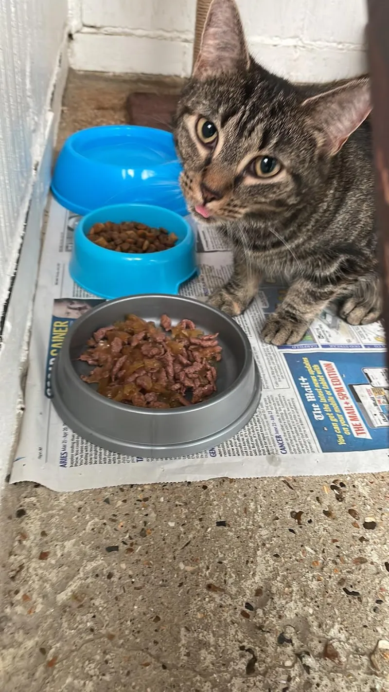 Rose Cottage Boarding Cattery