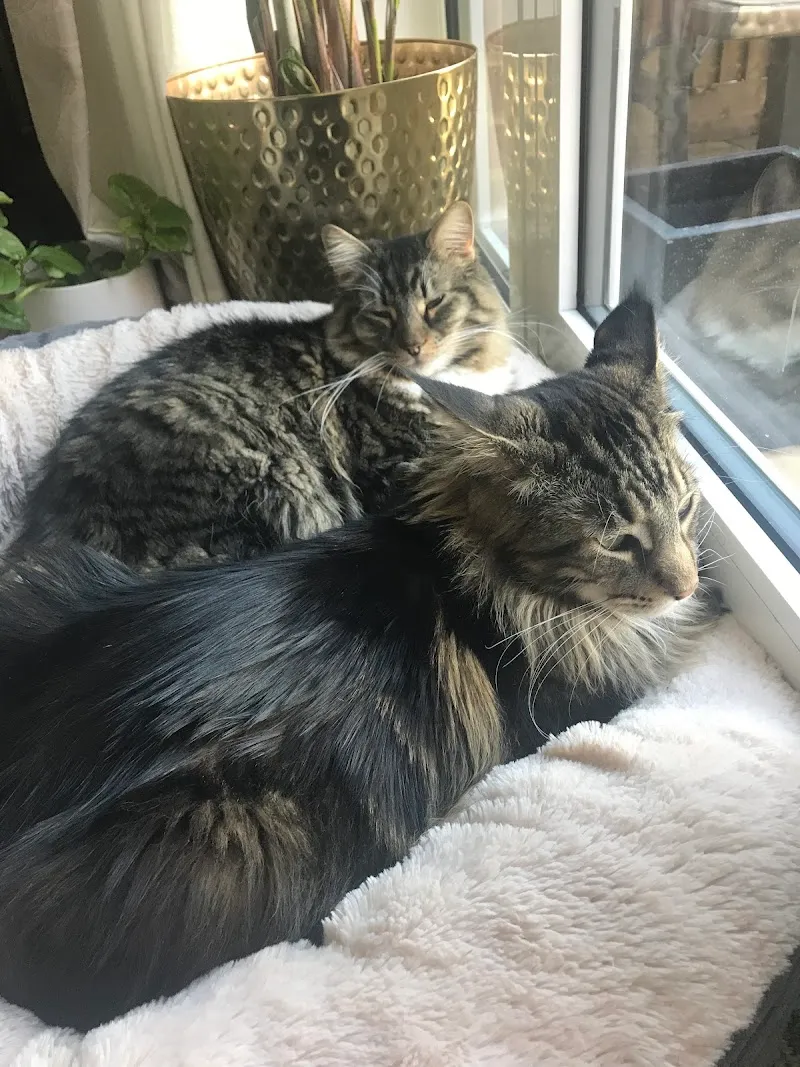 Rose Cottage Boarding Cattery