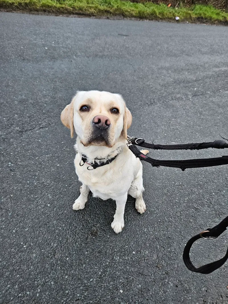 Yorkshire K9 Dog Training
