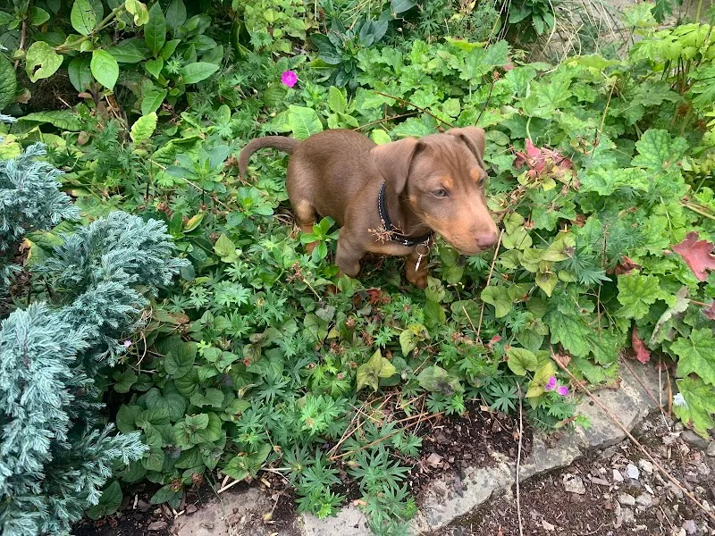 Yorkshire K9 Dog Training