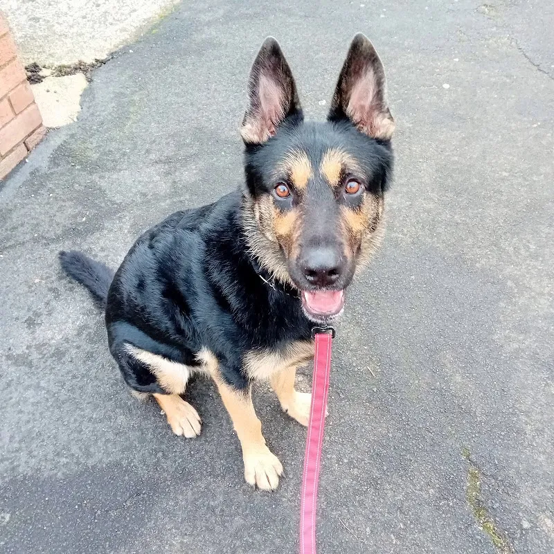 Yorkshire K9 Dog Training