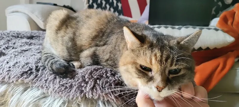 Gables Boarding Kennels & Cattery
