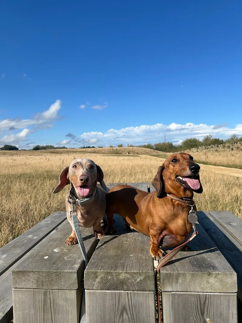 Clifford Moor Farm Pet Hotel