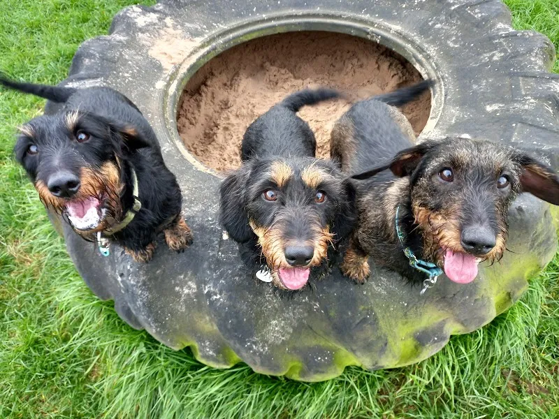 Clifford Moor Farm Pet Hotel