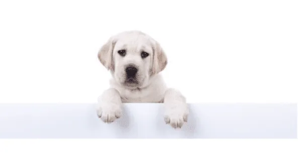 Two Gates Boarding Kennels