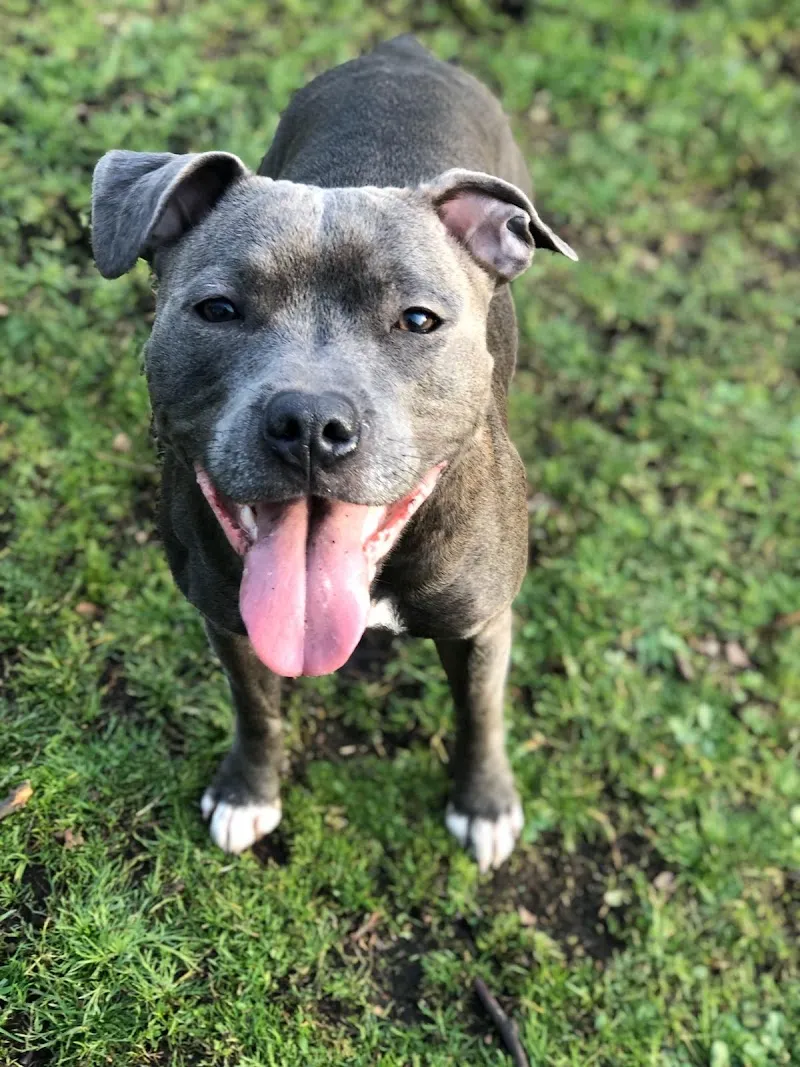 Two Gates Boarding Kennels