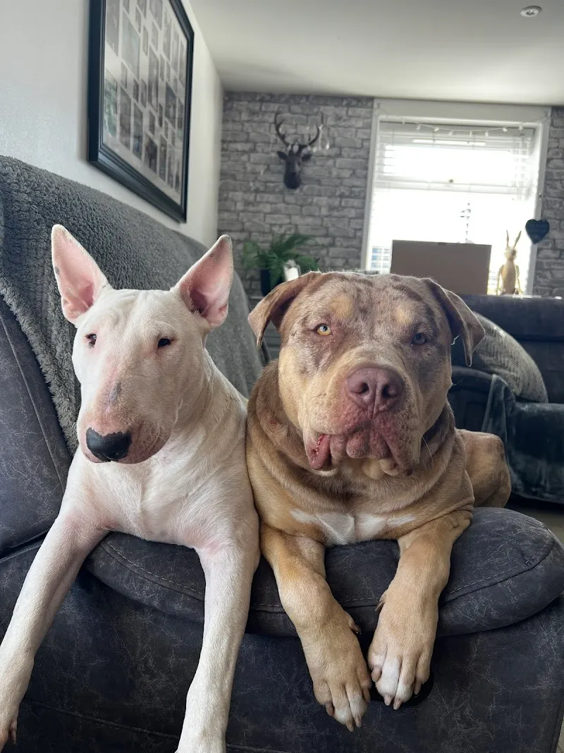 Two Gates Boarding Kennels