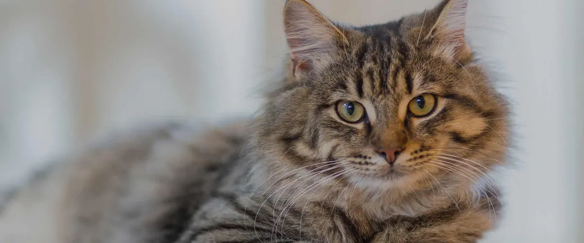 Lynbrook Cattery, Preston - Photo 2 of 2