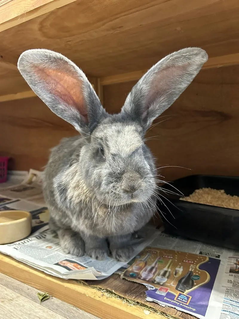 The Small Pet Inn - Small Pet Boarding