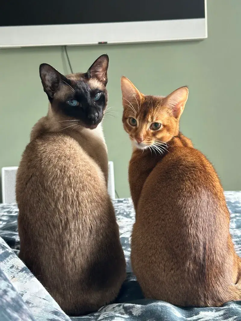 Westford Cats