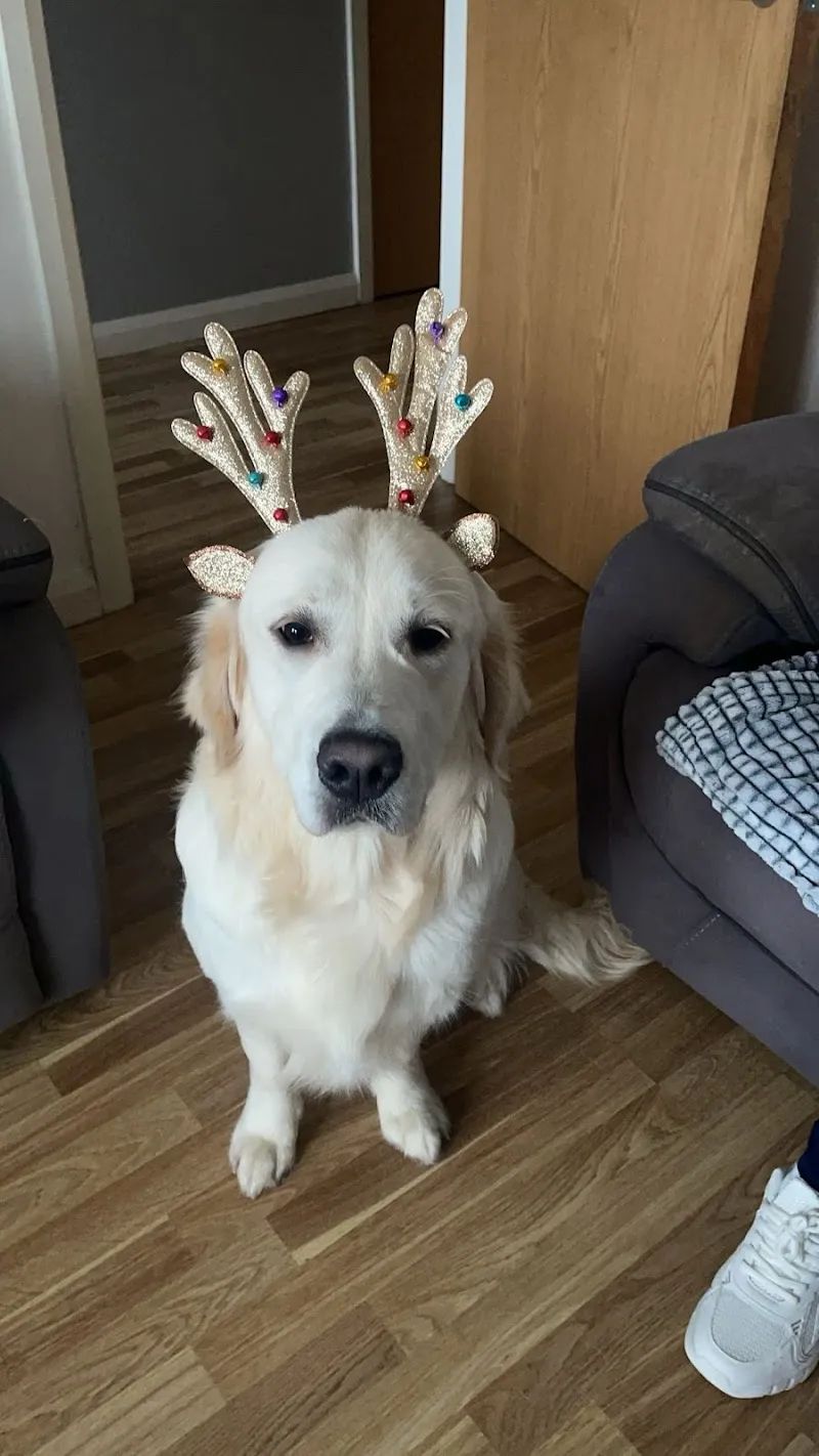 Rascal School for Dogs