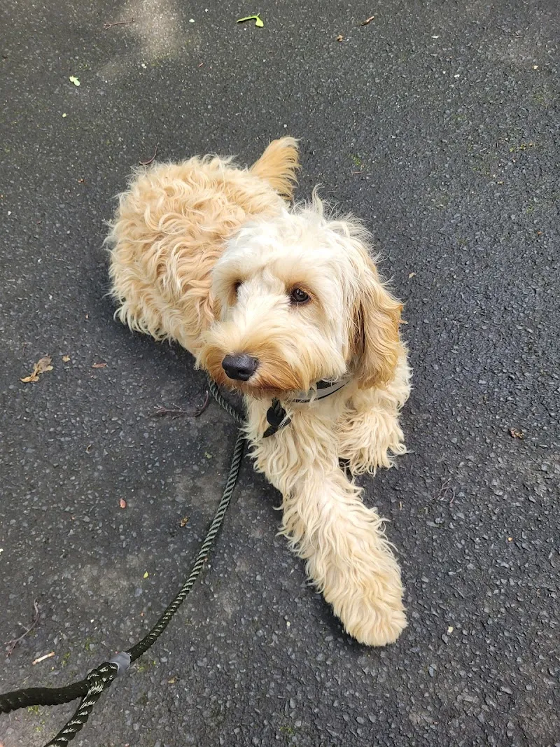 Rascal School for Dogs