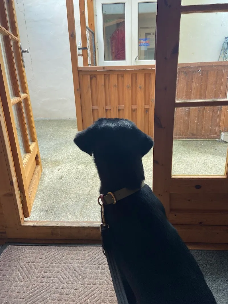 Doggy Paddles Canine Country Retreat