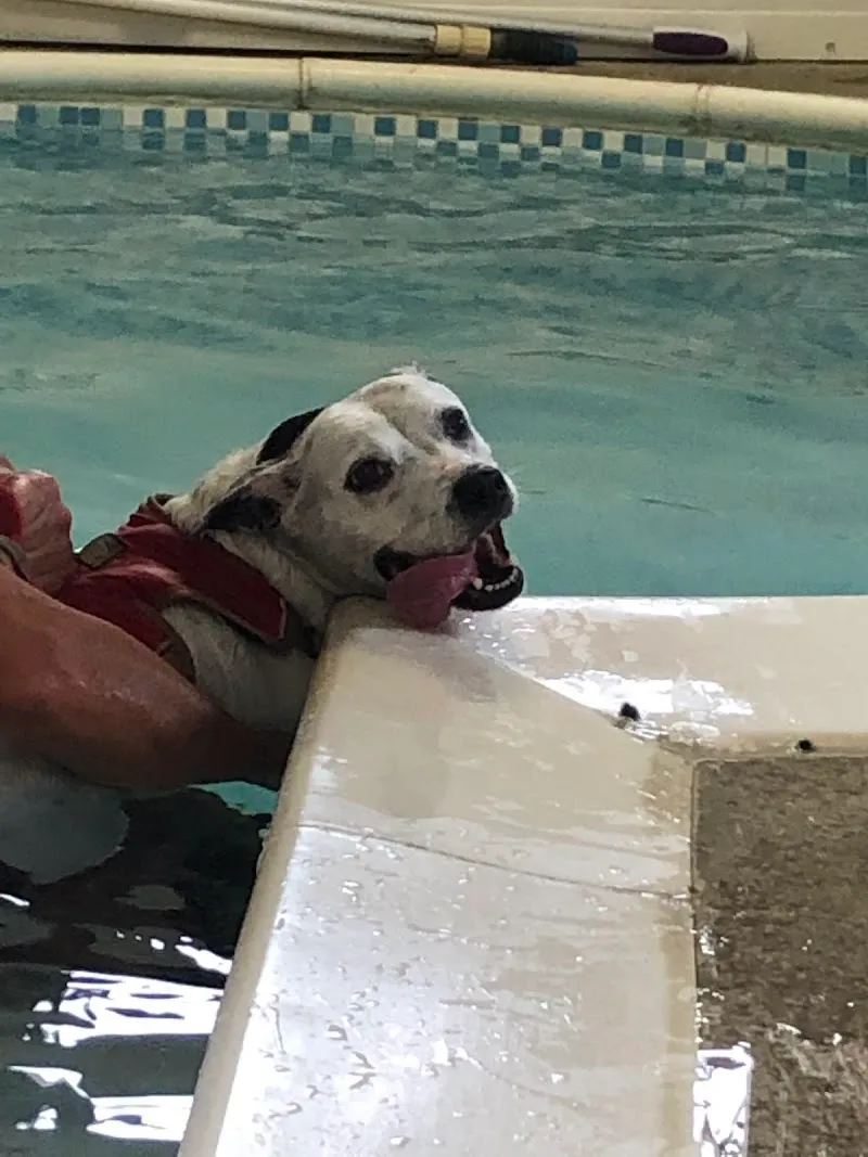 Doggy Paddles Canine Country Retreat