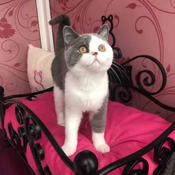 Longcroft Luxury Cat Hotel Crowthorne, Crowthorne - Photo 3 of 3