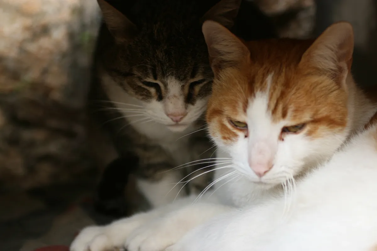 Beechwood Cattery, Cottingham - Photo 3 of 3