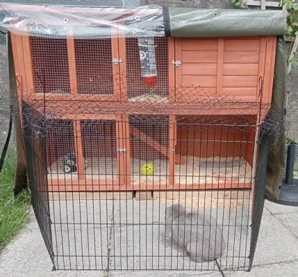 Oak Tree Pet Care Services, Swansea - Photo 1 of 2