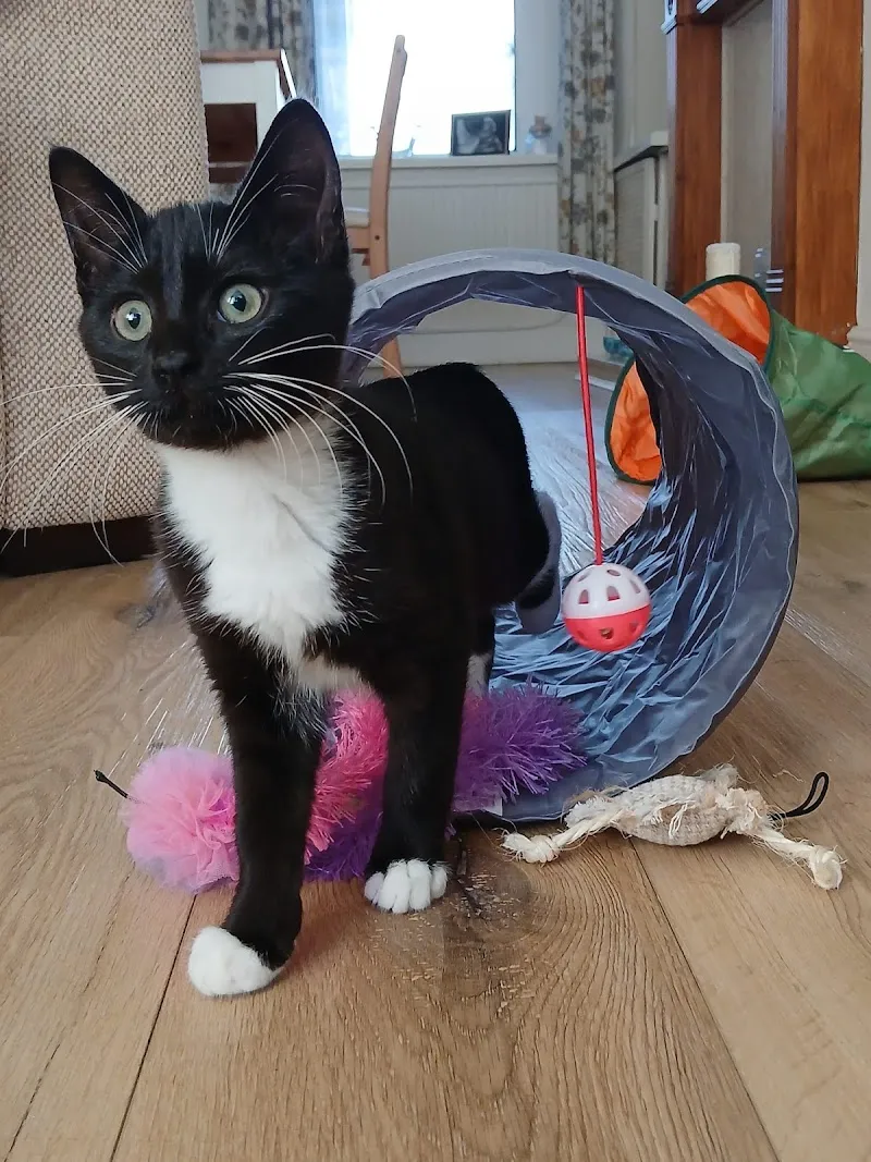 Oak Tree Pet Care Services