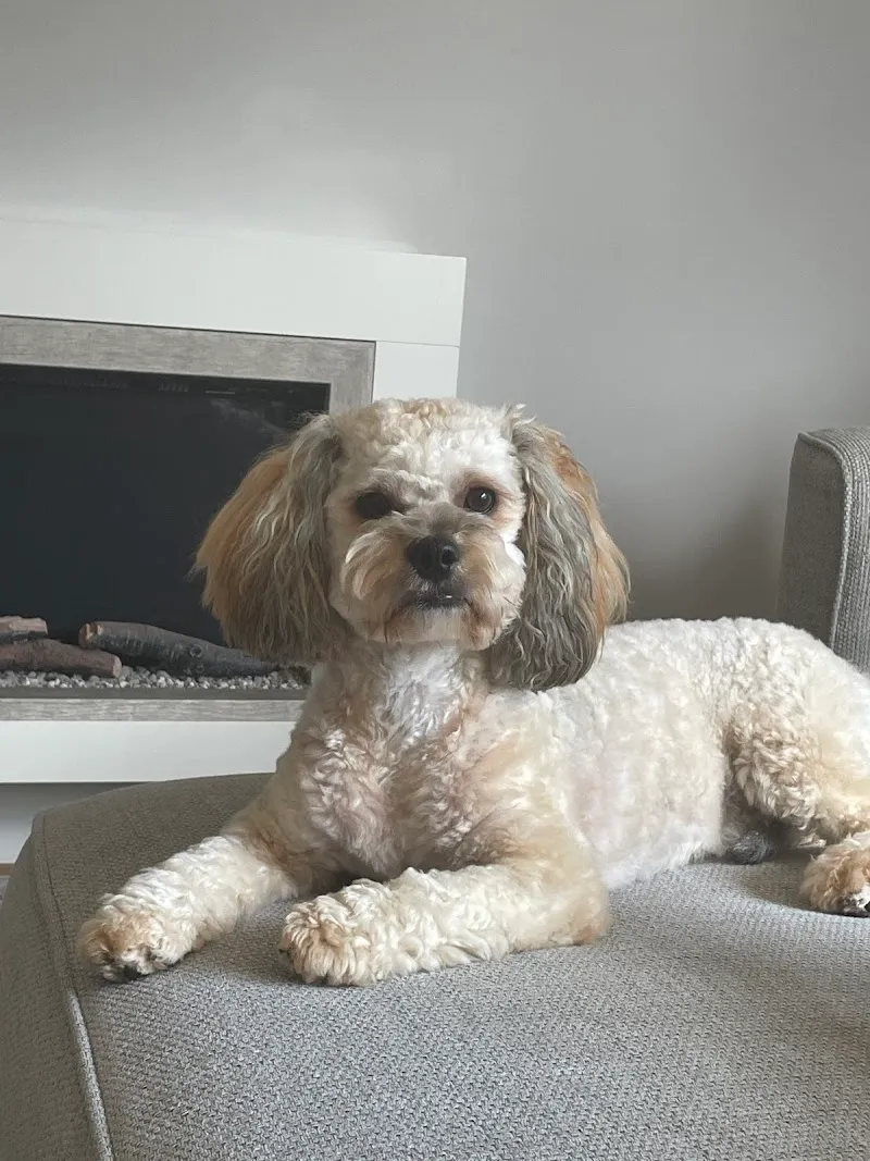 The Dog Club Lubenham