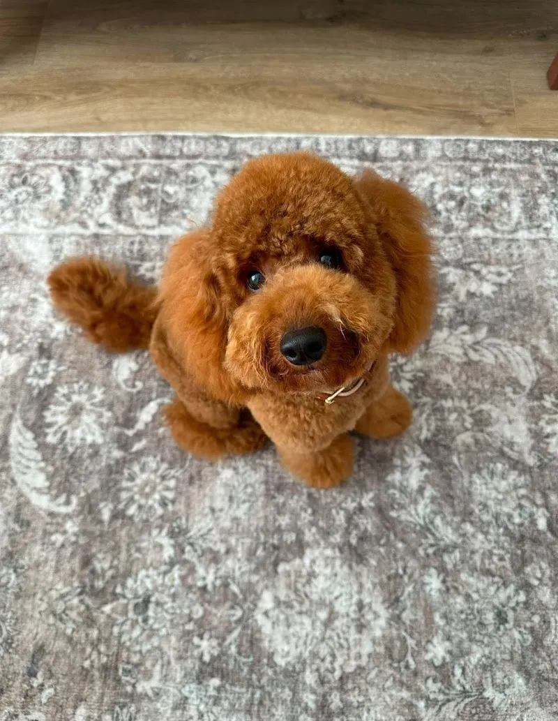 The Dog Club Lubenham