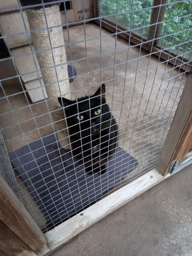 Eastham Woods Cattery