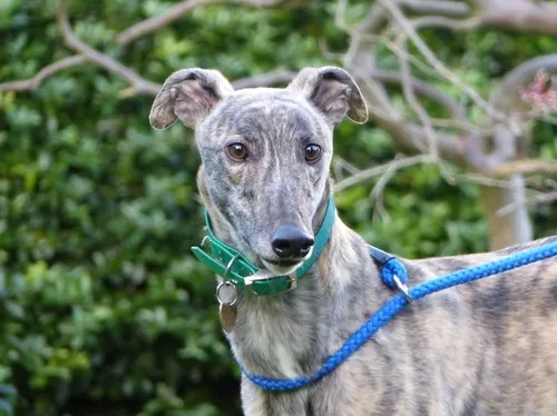 Daybreaks Trust (Greyhound Rescue and Rehoming Charity)