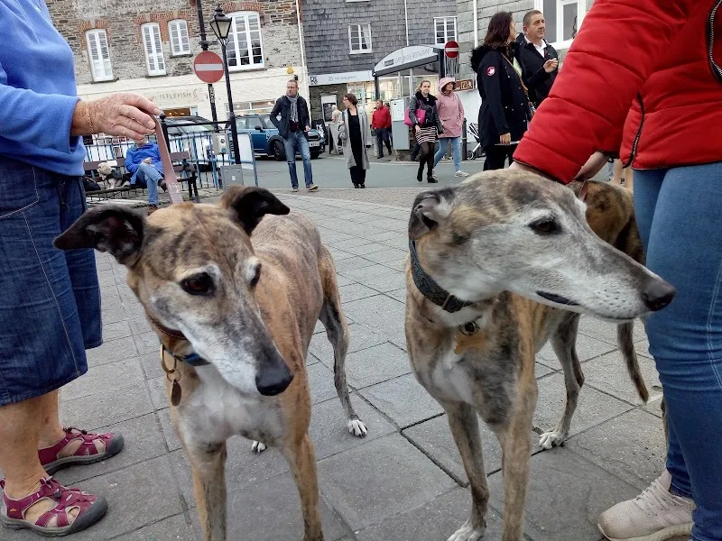 Daybreaks Trust (Greyhound Rescue and Rehoming Charity)