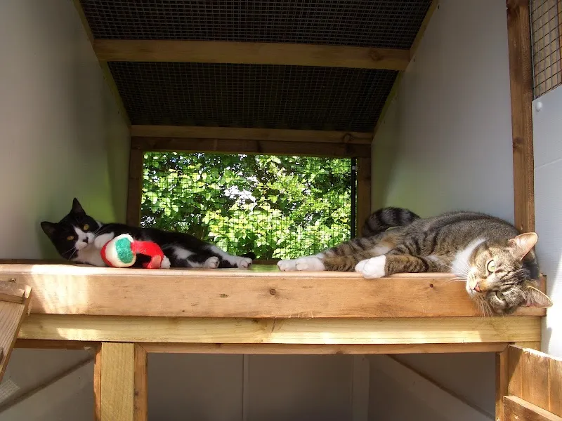 Gull Cottage Cattery