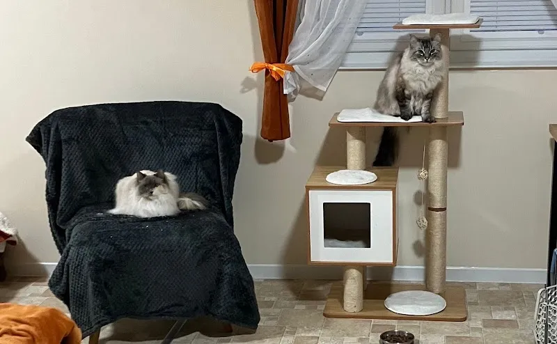 The Cat Hotel