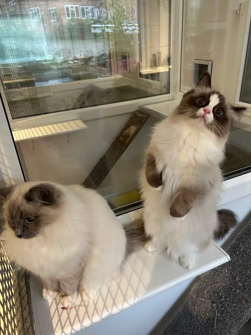 High Heath Farm Cattery