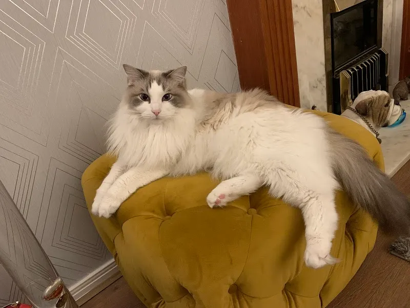 Maythorne Cottage 5 Star Luxury Cattery