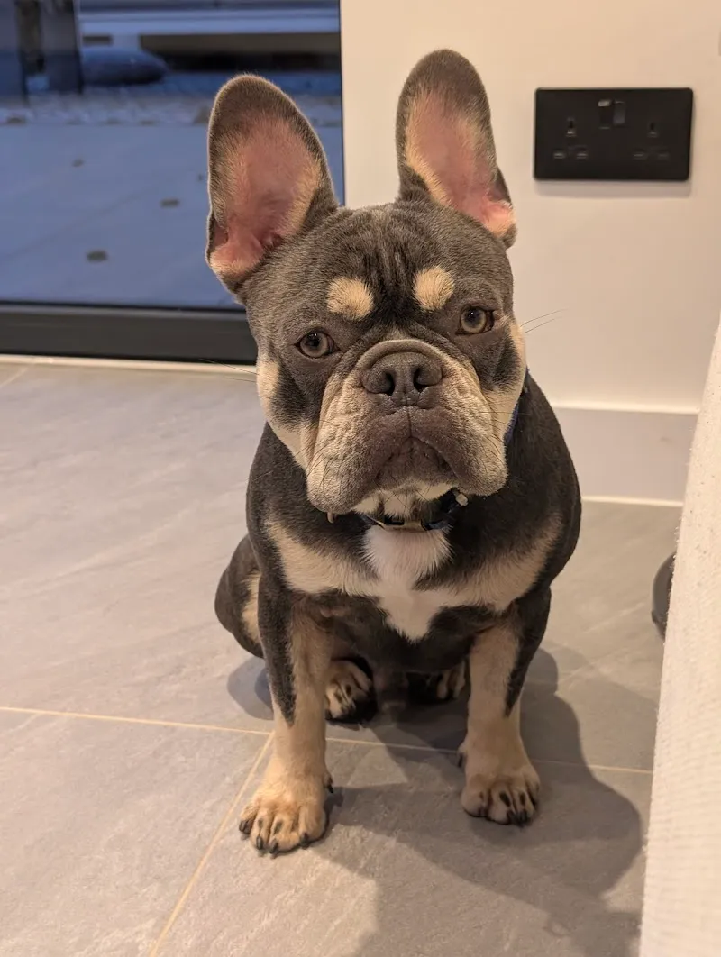 Old Beams Kennels and Cattery