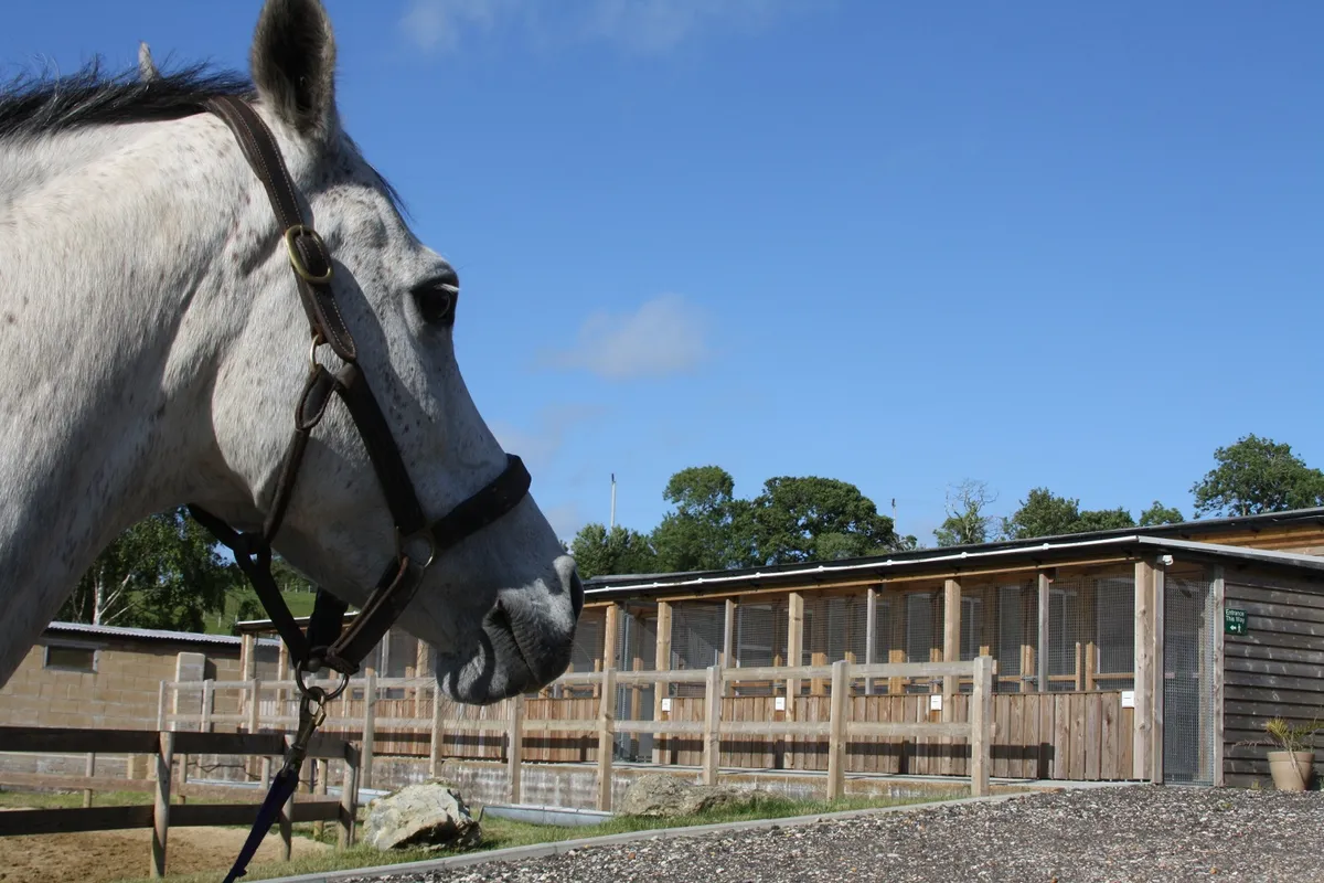 Cook’s Castle Boarding Cattery, Ventnor - Photo 4 of 4
