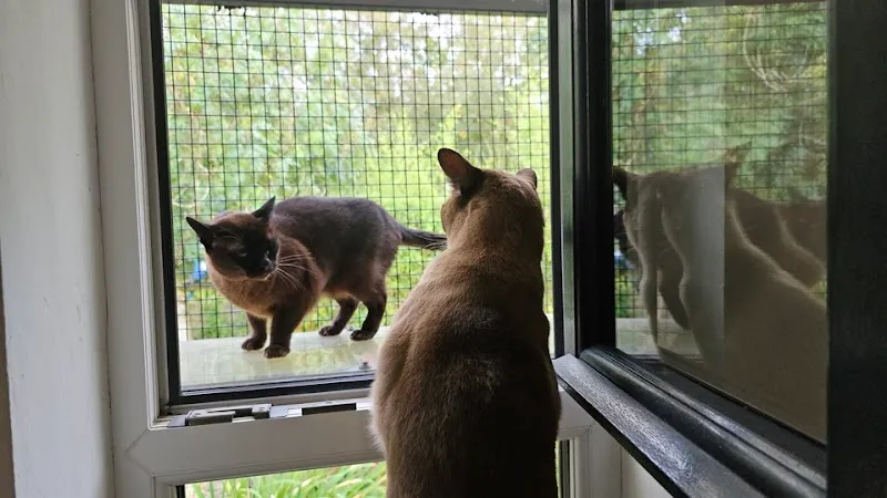 The Great Catsby - Luxury Cat Hotel