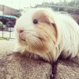 Wirral Small Pets Hotel-Rabbits, Guinea Pigs, Hamsters and other small pets boarding, Wirral - Photo 1 of 2