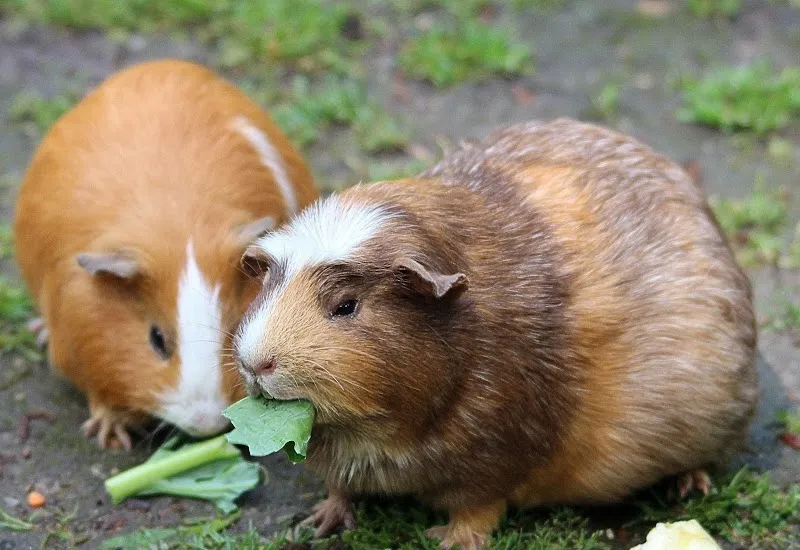 Wirral Small Pets Hotel-Rabbits, Guinea Pigs, Hamsters and other small pets boarding