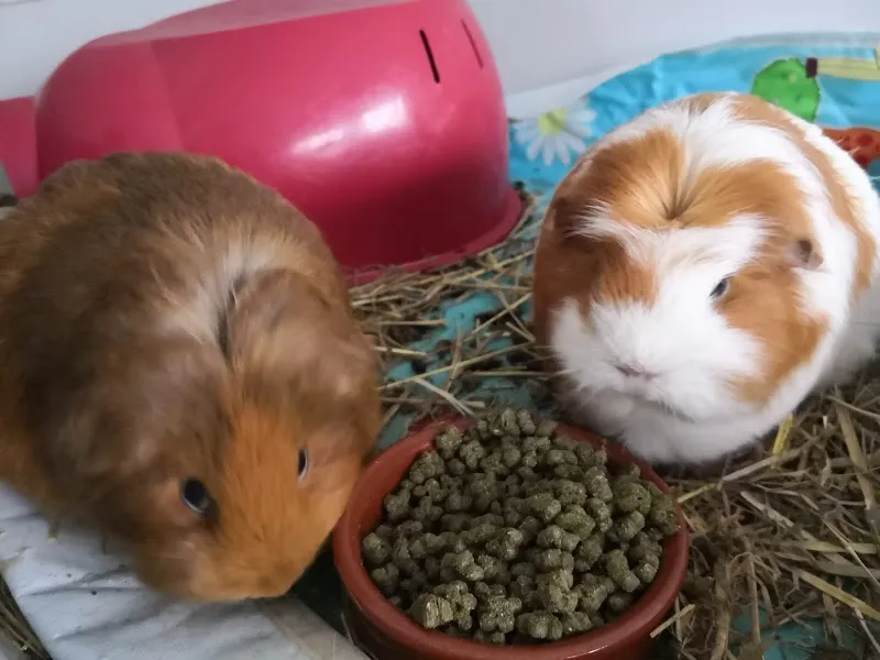 Wirral Small Pets Hotel-Rabbits, Guinea Pigs, Hamsters and other small pets boarding