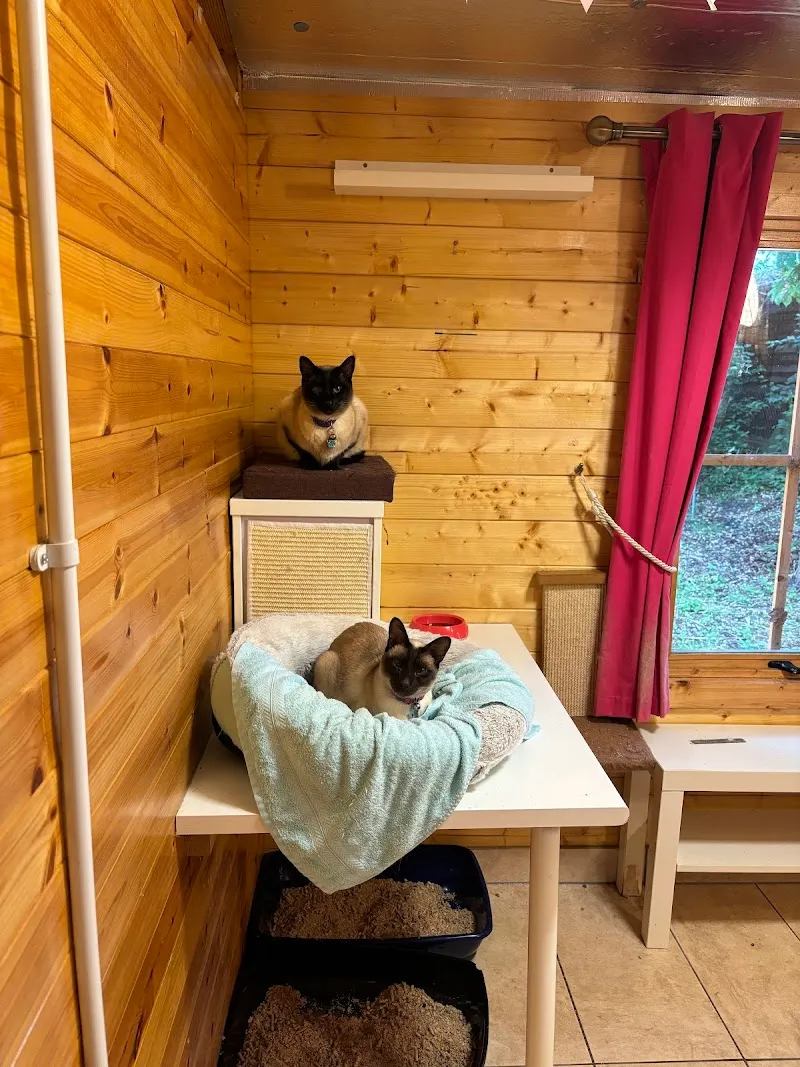 Jasper's Cat Hotel