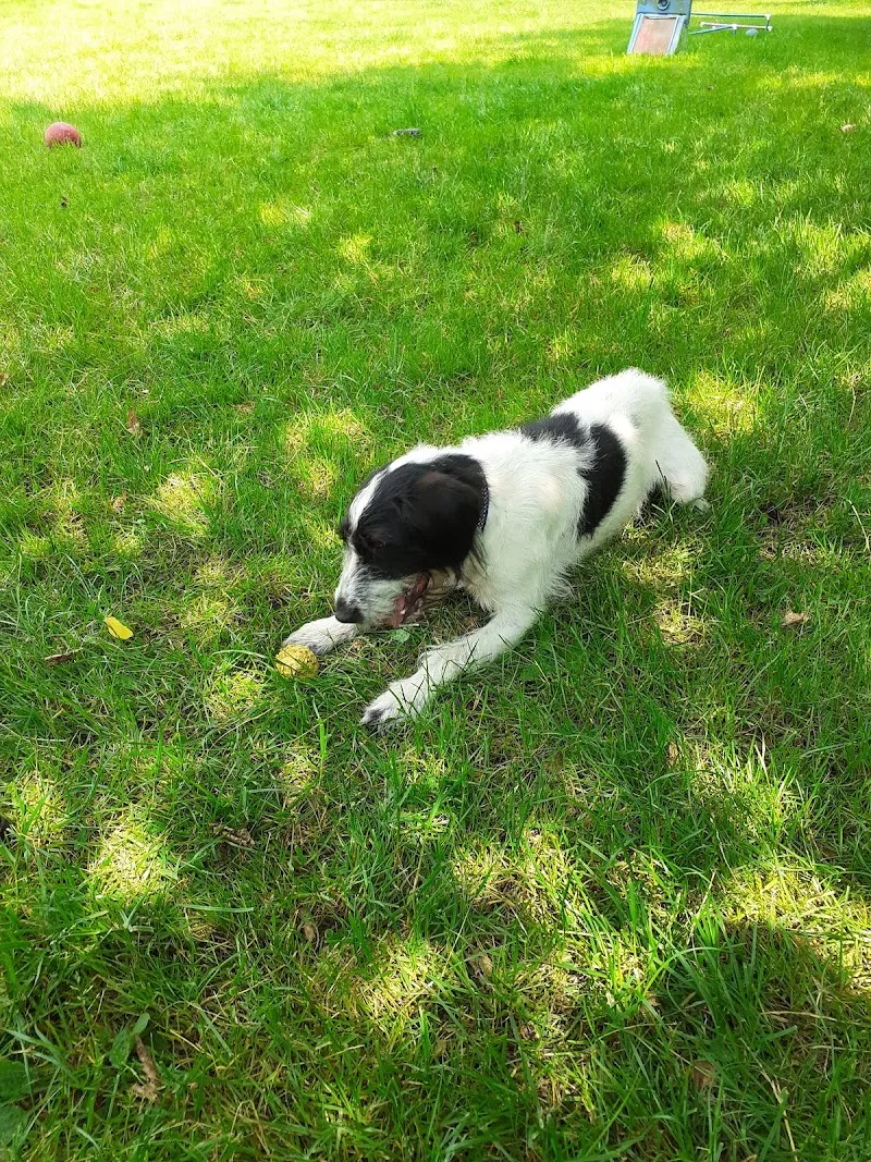 White Lodge Boarding Kennels and Cattery