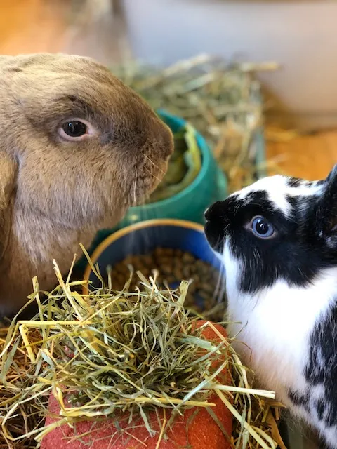 Boo Boo's Bunny Hotel
