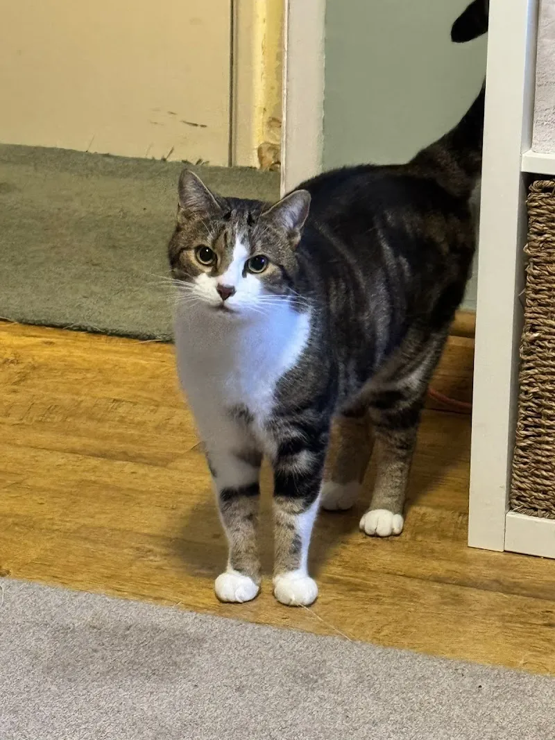 Holiday Kitty Cat Care Ltd