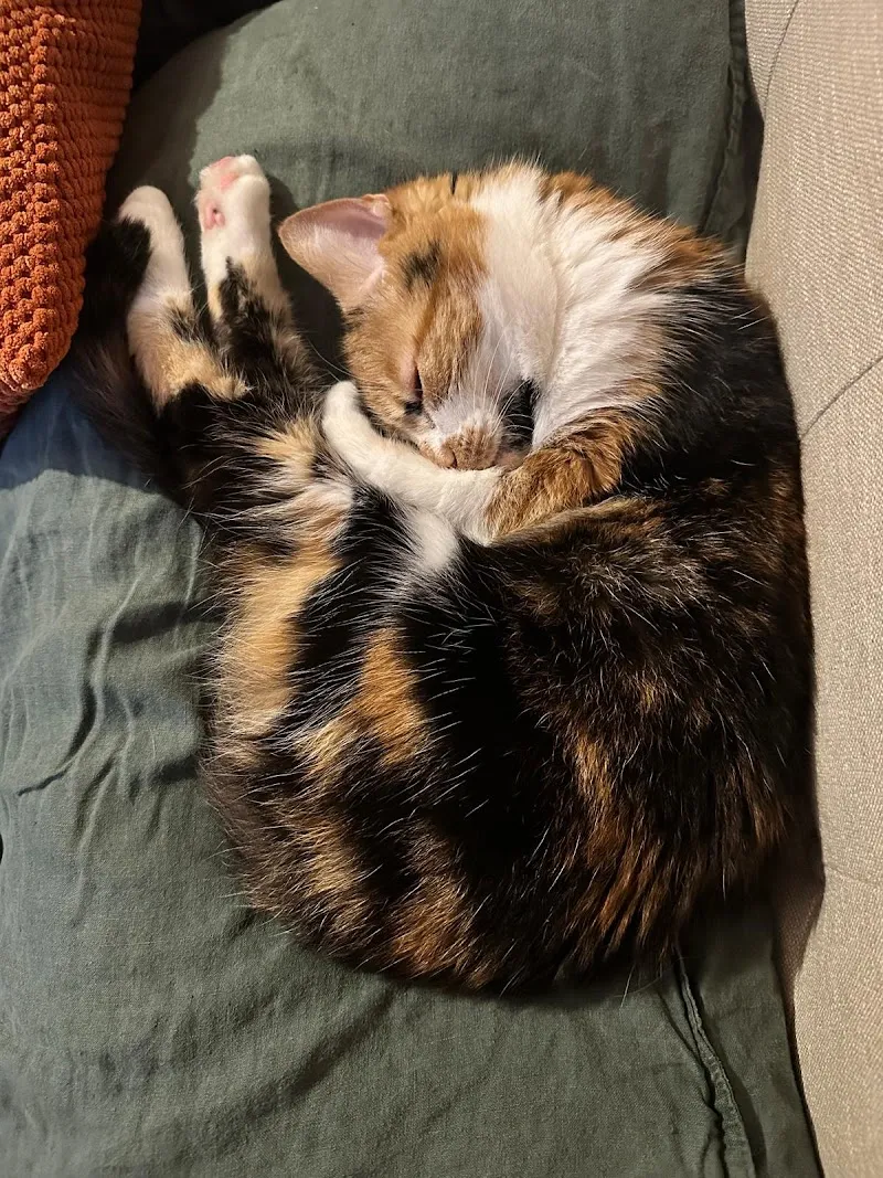 Holiday Kitty Cat Care Ltd