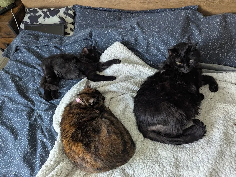 Holiday Kitty Cat Care Ltd