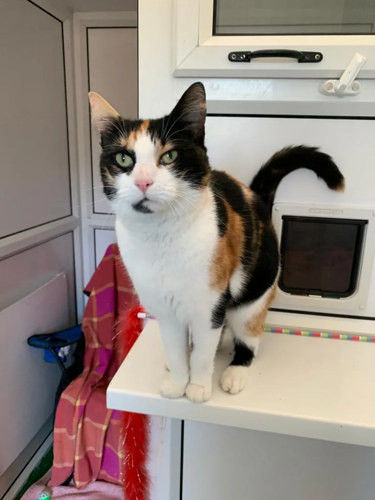 Denmead Cattery